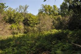 Lush vegetation