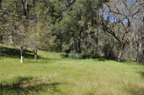 Fruit orchard behind cabin