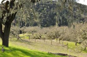 Orchard area to West of house sites