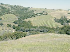 North View Of Neighboring Vineyards