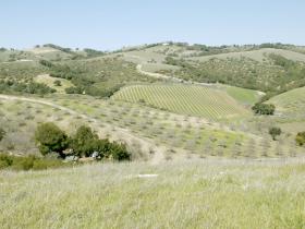 View Of Neighboring Orchard From Building Site