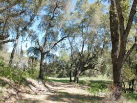 A Drive Through The Oaks